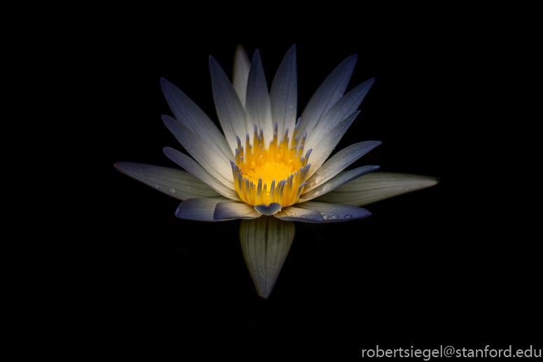 waterlily